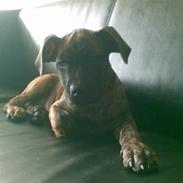 Amerikansk staffordshire terrier Shila