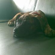 Amerikansk staffordshire terrier Shila