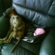 Amerikansk staffordshire terrier Shila