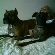 Amerikansk staffordshire terrier Shila