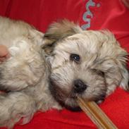 Bichon havanais Dino