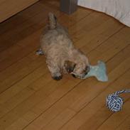 Bichon havanais Dino