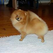 Pomeranian Roy