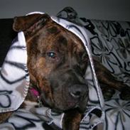 Amerikansk staffordshire terrier Zoey