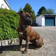 Amerikansk staffordshire terrier Zoey