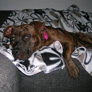 Amerikansk staffordshire terrier Zoey