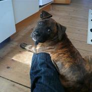 Amerikansk staffordshire terrier Zoey