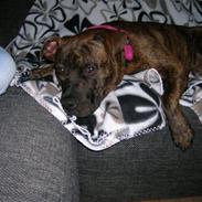 Amerikansk staffordshire terrier Zoey
