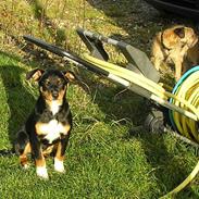 Appenzeller sennenhund Donna