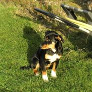 Appenzeller sennenhund Donna