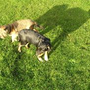 Appenzeller sennenhund Donna