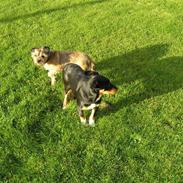 Appenzeller sennenhund Donna