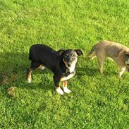 Appenzeller sennenhund Donna