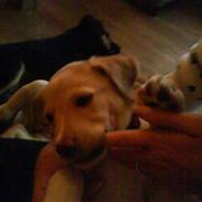 Blanding af racer Malu