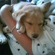 Blanding af racer Malu