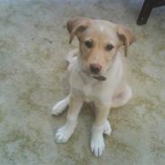 Blanding af racer Malu