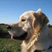 Golden retriever Kenzo