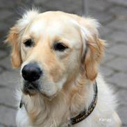 Golden retriever Kenzo