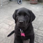 Labrador retriever Dina