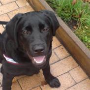 Labrador retriever Dina