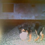 Blanding af racer Rollo