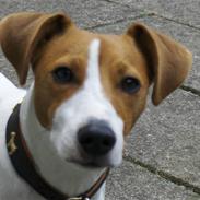 Jack russell terrier Thomsen