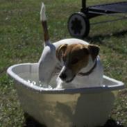 Jack russell terrier Thomsen
