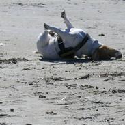 Jack russell terrier Thomsen