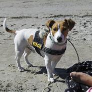 Jack russell terrier Thomsen