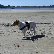Jack russell terrier Thomsen