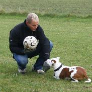 Staffordshire bull terrier Pil (Staffjoy's Kyomi)