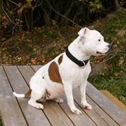 Staffordshire bull terrier Pil (Staffjoy's Kyomi)
