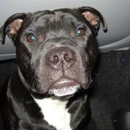 Staffordshire bull terrier Amigo