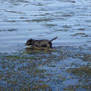 Staffordshire bull terrier Amigo