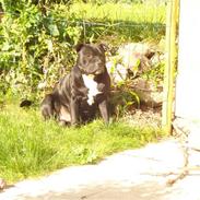 Staffordshire bull terrier Amigo
