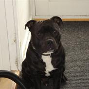 Staffordshire bull terrier Amigo