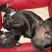 Staffordshire bull terrier Amigo