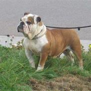 Engelsk bulldog Bull Suzy