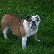 Engelsk bulldog Bull Suzy