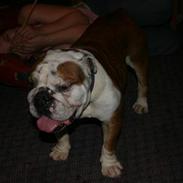 Engelsk bulldog Bull Suzy