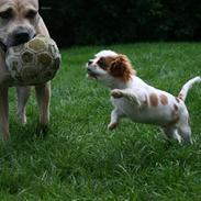 Cavalier king charles spaniel Kong Louie