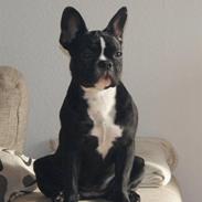 Fransk bulldog Enya