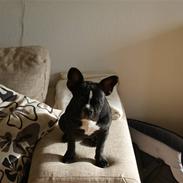 Fransk bulldog Enya