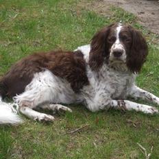 Field spaniel Balou
