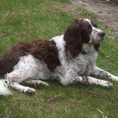 Field spaniel Balou