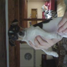 Dansk svensk gaardhund Miklo