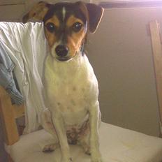 Dansk svensk gaardhund Miklo