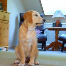 Labrador retriever Sara