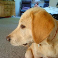 Labrador retriever Sara