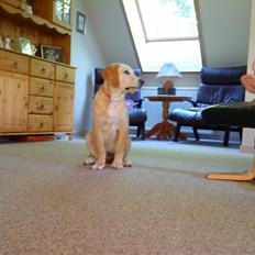 Labrador retriever Sara